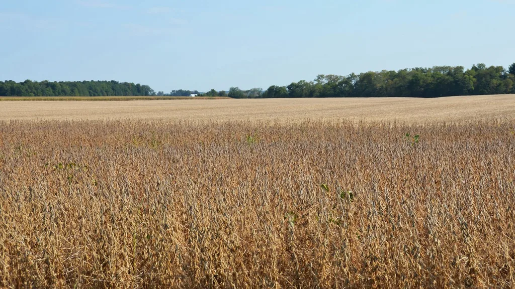 Ripe soybean field stretching to the tree line